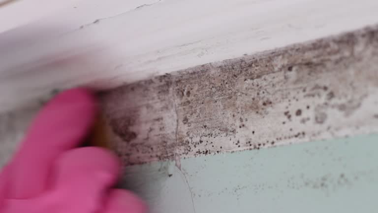 Mold Documentation for Insurance Claims in Red Oaks Mill, NY